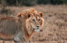 4 Days, 3 Nights Group budget Safari, Lake Manyara, Serengeti, Ngorongoro