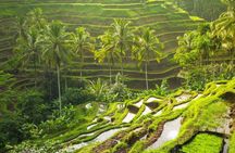 Ubud Monkey Forest, Water Temple, Rice Terrace with Jungle Swing