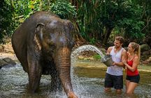 Elephant Care Experience In Koh Samui