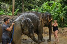 Elephant Care Experience In Koh Samui