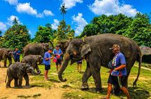 Elephant Care Experience In Koh Samui