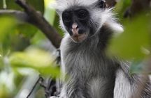Jozani Forest, Spice Farm & Stone Town Full-Day Tour