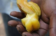 Jozani Forest, Spice Farm & Stone Town Full-Day Tour