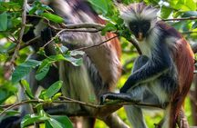 Jozani Forest, Spice Farm & Stone Town Full-Day Tour