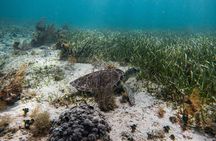 Snorkeling in Puerto Morelos Reef National Park