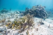 Snorkeling in Puerto Morelos Reef National Park