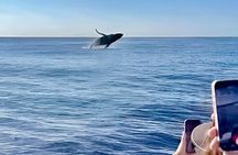 Oahu Whale Watching Catamaran Sail Experience