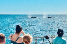 Oahu Whale Watching Catamaran Sail Experience