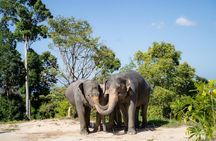 Guide Tour to Patong Hilltribe Ethical Elephant Village
