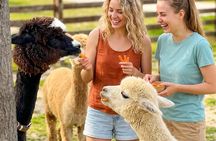 Nami Island & Alpaca Garden & Garden of Morning Calm
