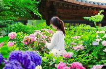 Nami Island & Alpaca Garden & Garden of Morning Calm