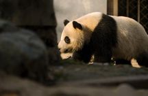 Chengdu Layover Private Panda Tour with Airport Transfer