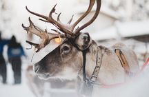 Snowmobile Safari with Reindeer Feeding and Sleigh Ride in Levi