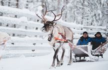 Snowmobile Safari with Reindeer Feeding and Sleigh Ride in Levi
