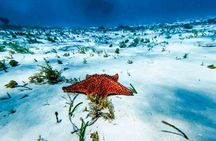 Cozumel: El Cielo Starfish Sanctuary, Reefs & Fresh Ceviche