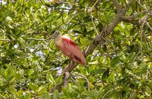 Full Day Tour Mangroves Dolphins and Cocoa Farm from Guayaquil