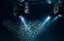 Night Scuba Dive at Blue Heron Bridge Small Group Experience