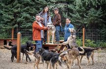 One and a Half Hour Private Summer Sled Dog Experience