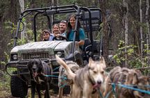 One and a Half Hour Private Summer Sled Dog Experience