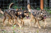 One and a Half Hour Private Summer Sled Dog Experience