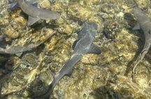 Sal Island Full day adventure: Shark Bay, Blue eye, Salt Lake.