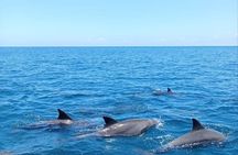 Wasini Dolphin and Snorkeling Excursion