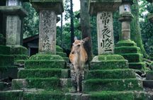 Nara Private Tour: Great Buddha, Park Deer & World Heritage