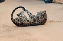 Full Day Safari Tour - Yala National Park (4.30am-6.30pm) private