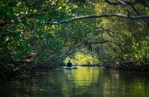 Guided Mangrove Tunnel Kayak Tour at Lido Key