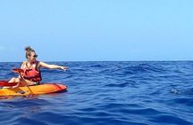 Guided Mangrove Tunnel Kayak Tour at Lido Key