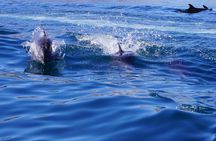 Sea Safari Norte - La Paz Mobulas, Orcas & Dolphins