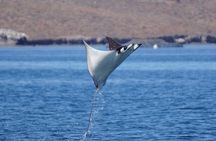 Sea Safari Norte - La Paz Mobulas, Orcas & Dolphins