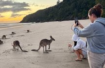 Airlie Beach: Wild Kangaroos on the Beach at Sunrise Eco Tour