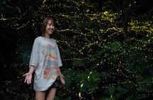 Iriomote Island Yaeyama Firefly Guided Night Tour March to May