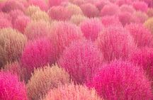 Nari Park Festival, Pocheon Art Valley & Herb Island Day tour