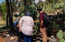 Chapultepec: Cable Car, Castle, Anthropology Museum & Hidden Gems