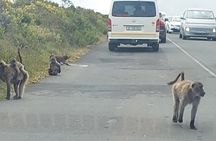 Cape Town - Garden Route Safari