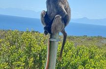 Cape Town - Garden Route Safari
