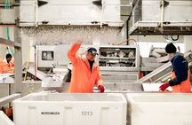 Guided Fish Factory Tour King Crab Tasting Included