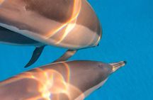Dolphin Sighting at Sunrise in Mauritius with a snorkeling spot