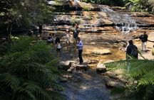 Sydney to Blue Mountains Private Day Tour with Irene