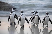 Table Mountain Cape of Good Hope and Boulders Beach Tour