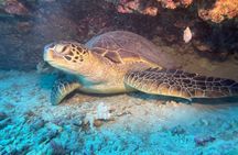 Certified Diver 2 Tank Shallow Reef Dives Off Wai'anae