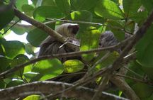Punta Uva Wildlife Kayaking & Sloth Watching Tour