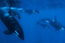 Sea Safari Norte - La Paz Mobulas, Orcas & Dolphins