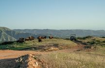 Catalina Island Bison Expedition
