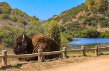 Catalina Island Bison Expedition