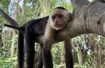 Manuel Antonio: Mangrove Boat Experience