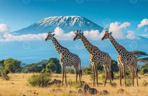 3 Days 2 Nights Private Tour to Amboseli National Park