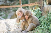 Full Day Snow Monkey Park and Togakushi Shrine Tour in Nagano